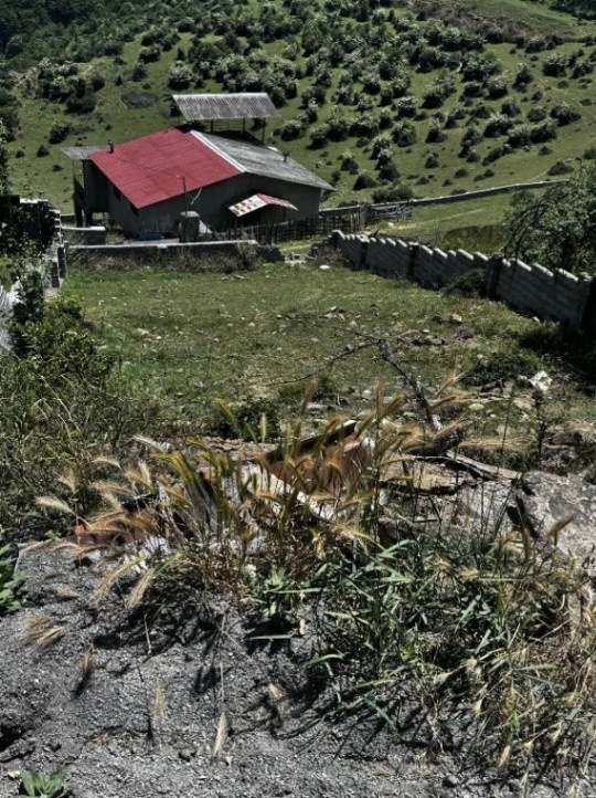 زمین ییلاقی کالج - نور-مازندران بصورت نقد، اقساط، تهاتر