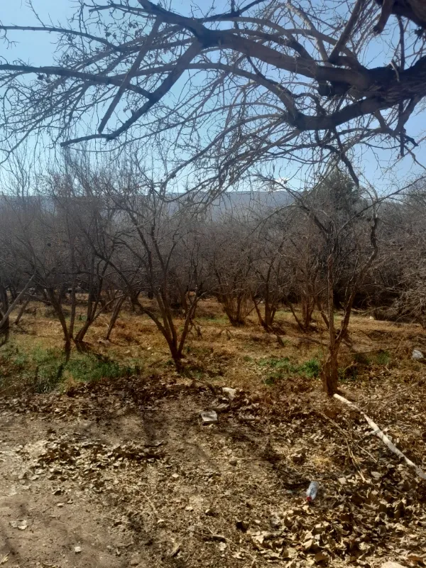 خانه باغ تفت | فروش مسکونی | خانه ویلایی | تفت | پست ملک