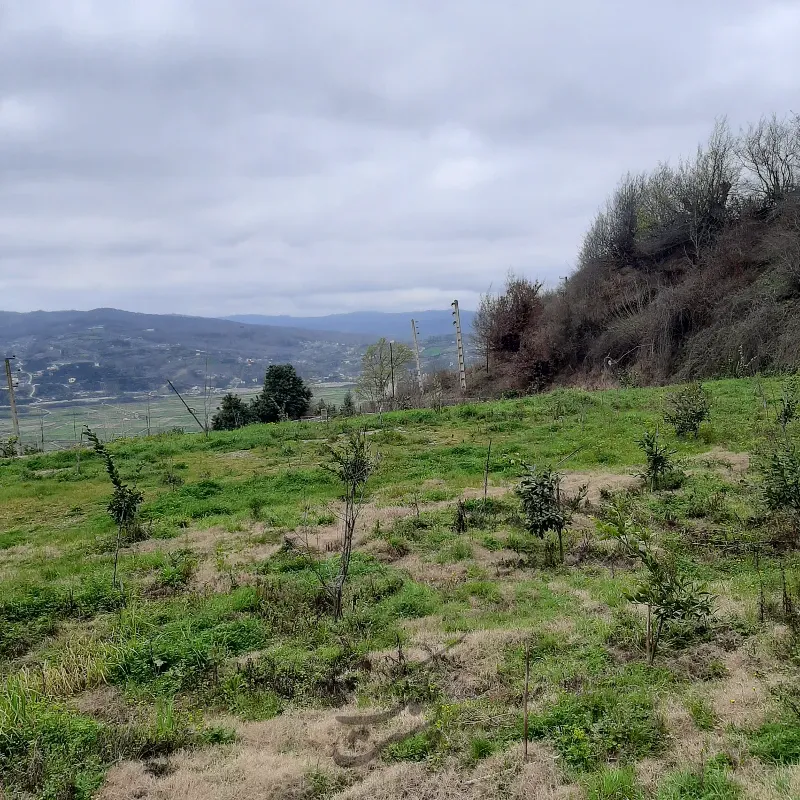 یک هکتار زمین در روستای بالاکولا ساری | فروش اداریتجاریصنعتی و کشاورزی | صنعتی کشاورزی و تجاری | ساری | حومه شهر | پست ملک