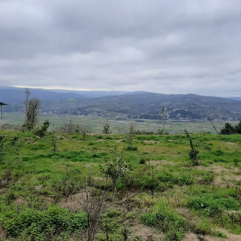 یک هکتار زمین در روستای بالاکولا ساری | فروش اداریتجاریصنعتی و کشاورزی | صنعتی کشاورزی و تجاری | ساری | حومه شهر | پست ملک