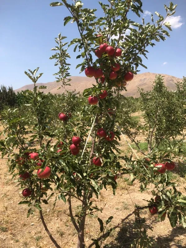 سربندان کوچه شهید بهشتینوع ملک باغ | فروش اداریتجاریصنعتی و کشاورزی | صنعتی کشاورزی و تجاری | دماوند | پست ملک