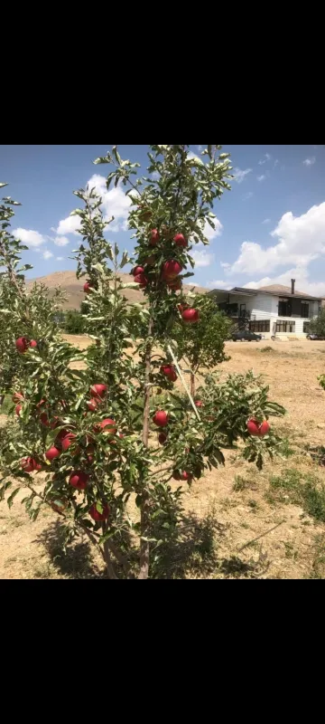 سربندان کوچه شهید بهشتینوع ملک باغ | فروش اداریتجاریصنعتی و کشاورزی | صنعتی کشاورزی و تجاری | دماوند | پست ملک