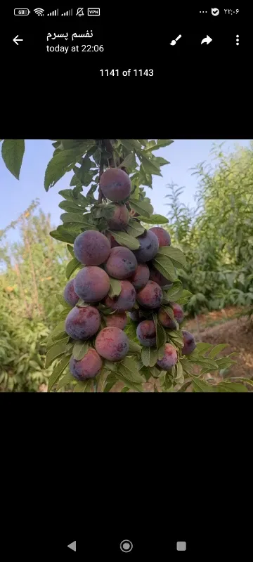 باغچه به متراژ ۶۵۳متر آدرس قاسم آباد تهرانچی | فروش اداریتجاریصنعتی و کشاورزی | صنعتی کشاورزی و تجاری | تهران | ابوذر منطقه ۱۵ | پست ملک