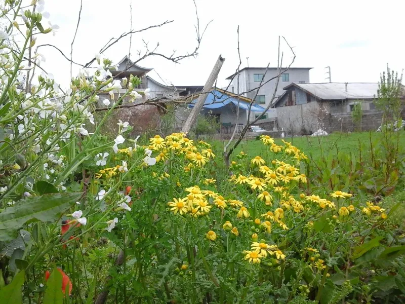 ۱۸۰۰ متر باغ ویلا روستای تمسک | فروش مسکونی | خانه ویلایی | آمل | بلوار بسیج | پست ملک