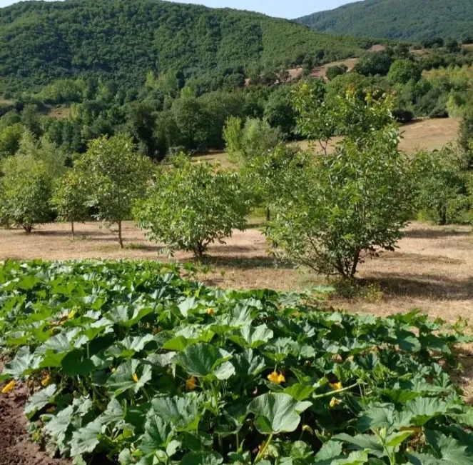 ۸۷۲روستای لیاول علیا بخش خورگام | فروش مسکونی | زمین | رستم آباد | پست ملک