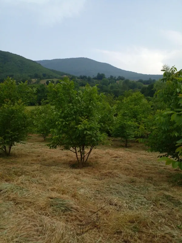 ۸۷۲روستای لیاول علیا بخش خورگام | فروش مسکونی | زمین | رستم آباد | پست ملک