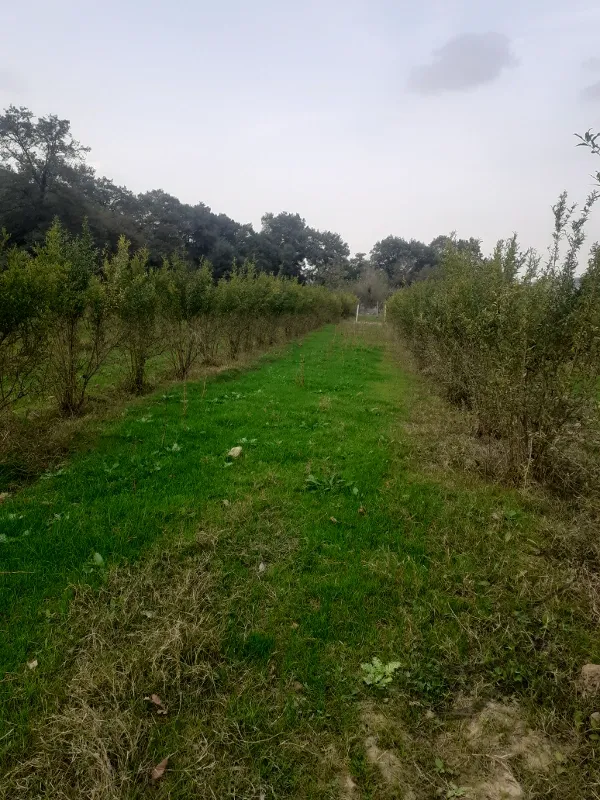 ۳۰۰ متر زمین در روستای توشن گرگان | فروش اداریتجاریصنعتی و کشاورزی | صنعتی کشاورزی و تجاری | گرگان | پست ملک