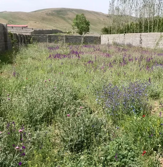 زمین مسکونی داخل بافت روستای واوسر | فروش مسکونی | زمین | ساری | جاده کیاسر | پست ملک