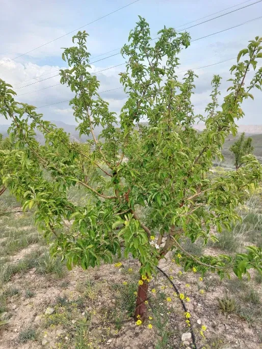 باغ سیب ۱۰ ساله فیروزکوه