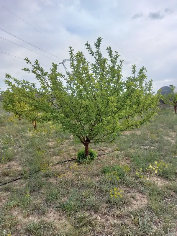 باغ سیب ۱۰ ساله فیروزکوه