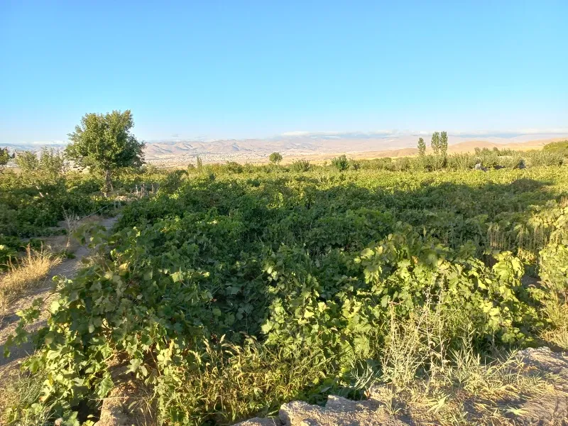 باغ انگور ۱۰۰۰متر | فروش اداریتجاریصنعتی و کشاورزی | صنعتی کشاورزی و تجاری | زنجان | پست ملک