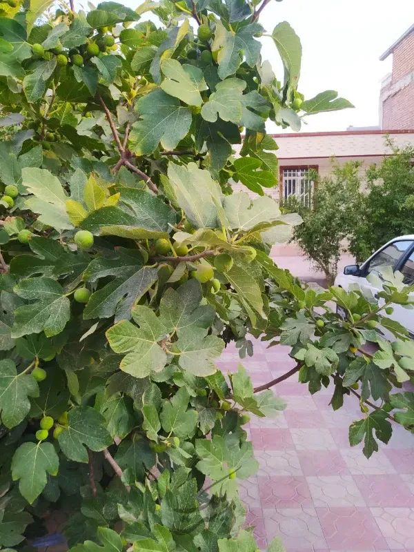 خانه ویلایی ۱۶ قصب | فروش مسکونی | خانه ویلایی | کرمان | پست ملک