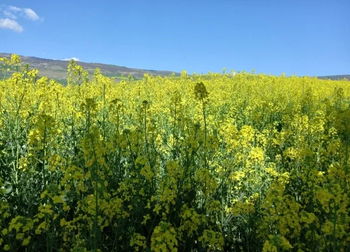 ۱۵۰۰ متر روستای جعفر کلا | فروش اداریتجاریصنعتی و کشاورزی | صنعتی کشاورزی و تجاری | فریم | پست ملک