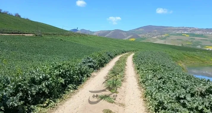 ۱۵۰۰ متر روستای جعفر کلا | فروش اداریتجاریصنعتی و کشاورزی | صنعتی کشاورزی و تجاری | فریم | پست ملک