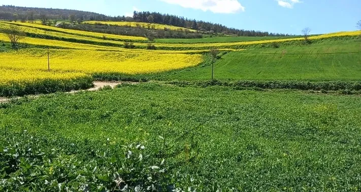 ۱۵۰۰ متر روستای جعفر کلا | فروش اداریتجاریصنعتی و کشاورزی | صنعتی کشاورزی و تجاری | فریم | پست ملک