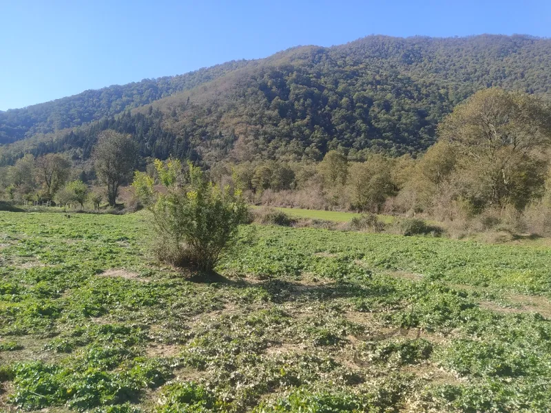 زمین کشاورزی مخصوص باغداری ۱۰۰۰متر رامیان کنار چشمه | فروش اداریتجاریصنعتی و کشاورزی | صنعتی کشاورزی و تجاری | رامیان | پست ملک