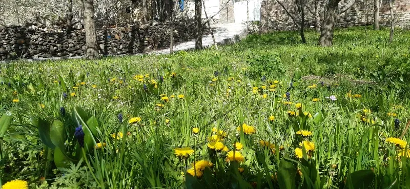 باغ و خانه باغی ۲۰۰متر | فروش اداریتجاریصنعتی و کشاورزی | صنعتی کشاورزی و تجاری | همدان | پست ملک