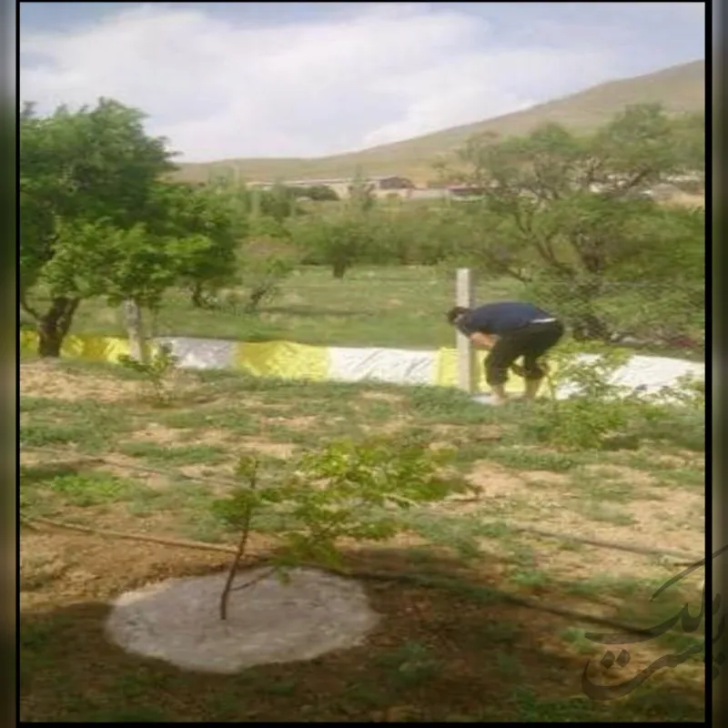 زمین باغ در تاکستان ۵۸۰ | فروش اداریتجاریصنعتی و کشاورزی | صنعتی کشاورزی و تجاری | تاکستان | پست ملک