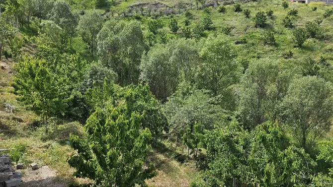 باغ گیلاس ۳۰۰۰مترینوسر | فروش اداریتجاریصنعتی و کشاورزی | صنعتی کشاورزی و تجاری | آمل | بوالقلم | پست ملک