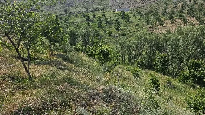 باغ گیلاس ۳۰۰۰مترینوسر | فروش اداریتجاریصنعتی و کشاورزی | صنعتی کشاورزی و تجاری | آمل | بوالقلم | پست ملک