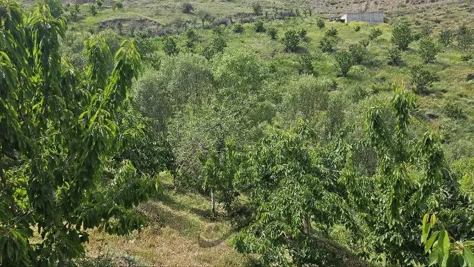 باغ گیلاس ۳۰۰۰مترینوسر | فروش اداریتجاریصنعتی و کشاورزی | صنعتی کشاورزی و تجاری | آمل | بوالقلم | پست ملک