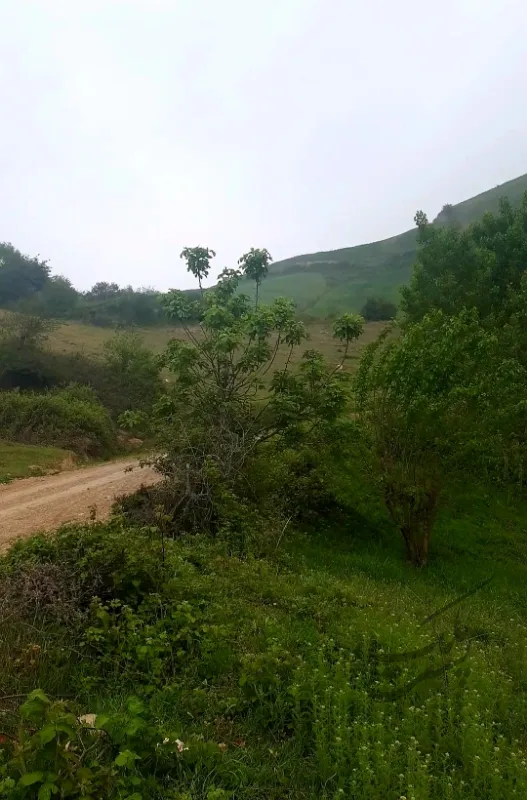 ۳۰۰ مترمربع زمین کشاورزی روستای تخت تسطیح شده | فروش مسکونی | زمین | مینودشت | پست ملک