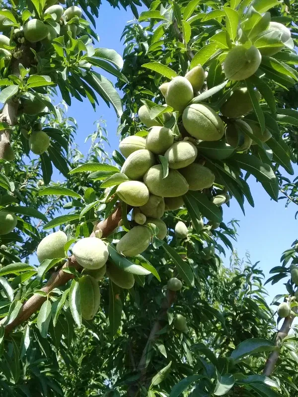 باغ میوه چهاردیواری سنددار | فروش اداریتجاریصنعتی و کشاورزی | صنعتی کشاورزی و تجاری | رباط کریم | پست ملک