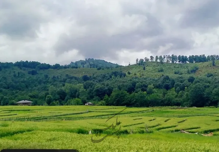 زمین با کار بری مسکونی | فروش مسکونی | زمین | سیاهکل | پست ملک