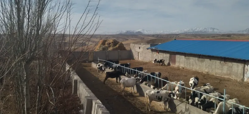 گاوداری ۱۰۰ راس تیکمداش روستای گنبد | فروش اداریتجاریصنعتی و کشاورزی | صنعتی کشاورزی و تجاری | تبریز | کوی شهید بهشتی | پست ملک