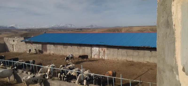 گاوداری ۱۰۰ راس تیکمداش روستای گنبد | فروش اداریتجاریصنعتی و کشاورزی | صنعتی کشاورزی و تجاری | تبریز | کوی شهید بهشتی | پست ملک