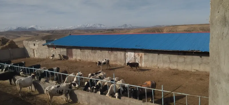 گاوداری ۱۰۰ راس تیکمداش روستای گنبد | فروش اداریتجاریصنعتی و کشاورزی | صنعتی کشاورزی و تجاری | تبریز | کوی شهید بهشتی | پست ملک