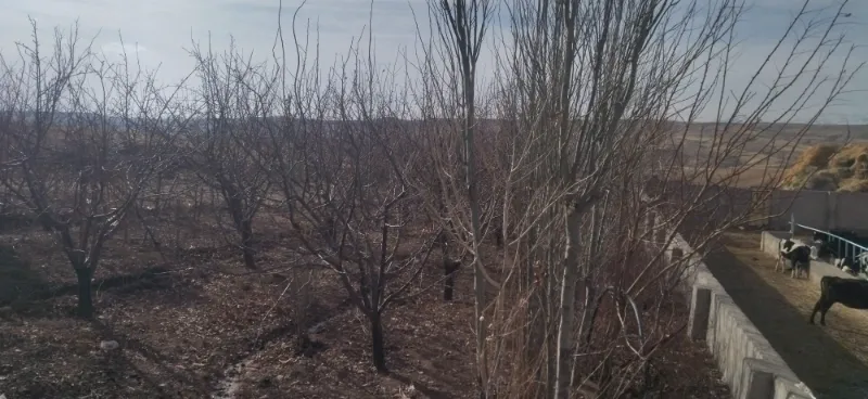 گاوداری ۱۰۰ راس تیکمداش روستای گنبد | فروش اداریتجاریصنعتی و کشاورزی | صنعتی کشاورزی و تجاری | تبریز | کوی شهید بهشتی | پست ملک