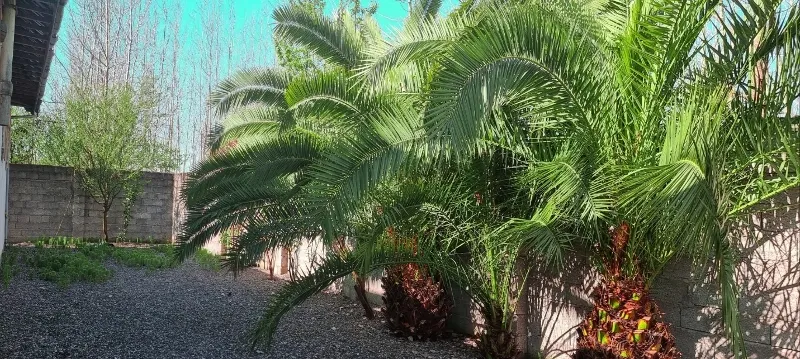 ۴۷۱ متر زمین ۱۲۰ متر بنا جاده کوچصفهان تک برگ عرصه و اعیان | فروش مسکونی | ویلا | رشت | جاده رشت به کوچصفهان | پست ملک