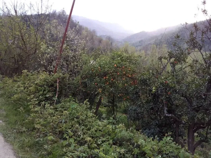 زمین ۹۲۵ متر ۴۰۲ متر مسکونی ۵۷۱ متر باغی | فروش مسکونی | زمین | کلاچای | ماچیان | پست ملک