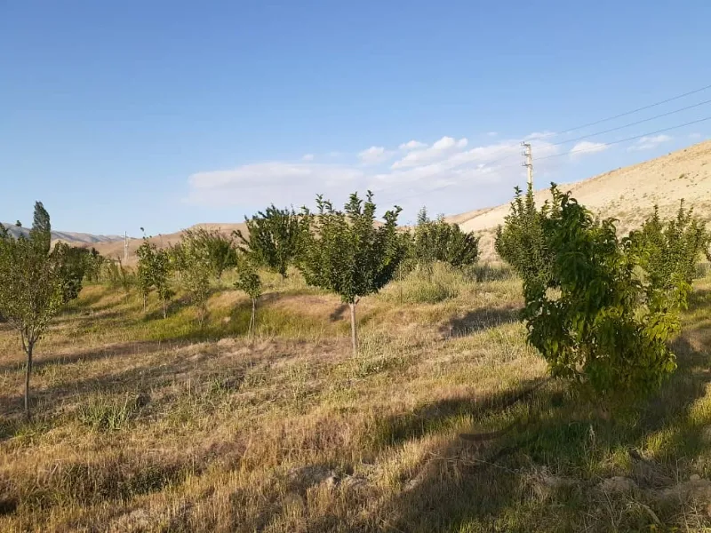 فروش باغ مثمر روستای شهراباد فیروزکوه