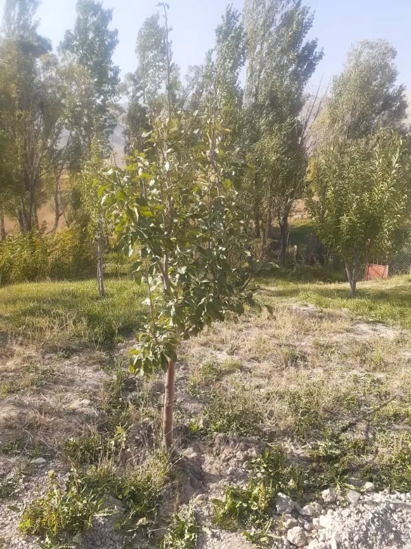 فروش باغ مثمر روستای شهراباد فیروزکوه