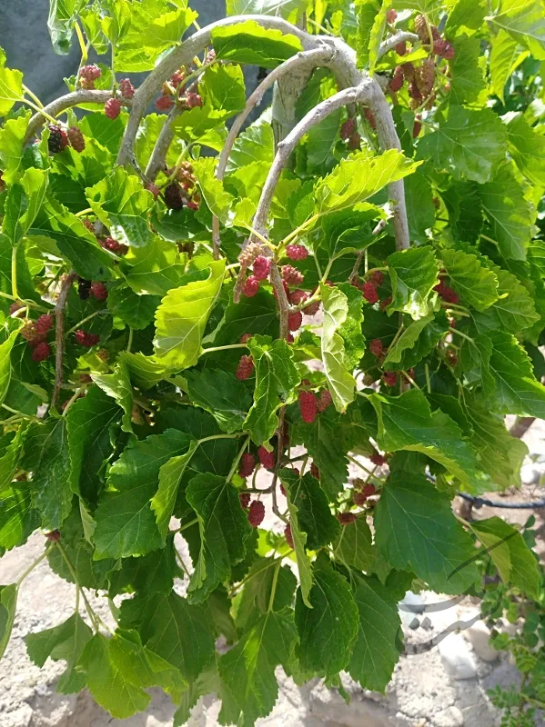 ویلا روستای بهرامجرد منطقه دولت آباد | فروش مسکونی | خانه ویلایی | کرمان | پست ملک