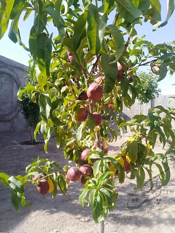 ویلا روستای بهرامجرد منطقه دولت آباد | فروش مسکونی | خانه ویلایی | کرمان | پست ملک