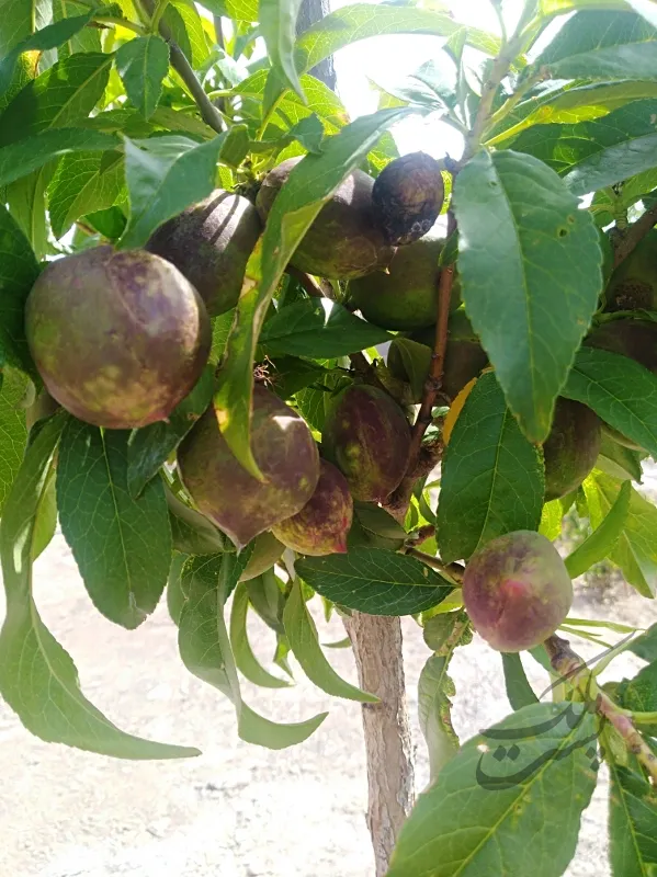 ویلا روستای بهرامجرد منطقه دولت آباد | فروش مسکونی | خانه ویلایی | کرمان | پست ملک