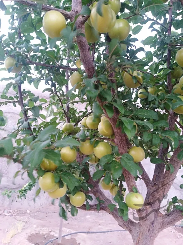 ویلا روستای بهرامجرد منطقه دولت آباد | فروش مسکونی | خانه ویلایی | کرمان | پست ملک