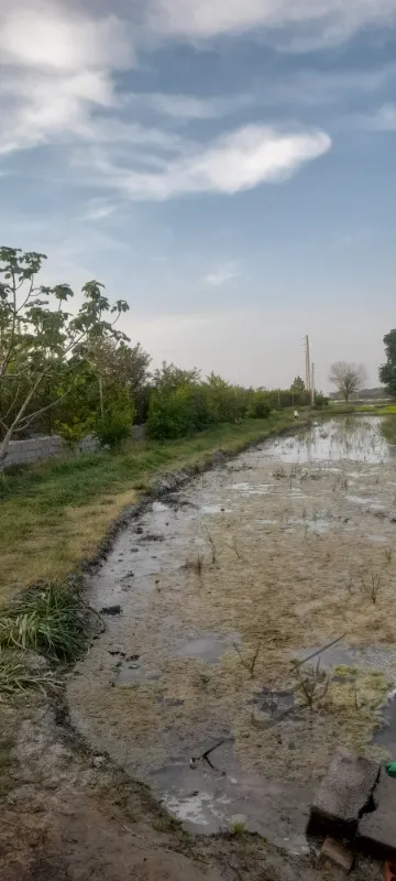 زمین کشاورزی فروشی پشت کانال گلچالسر | فروش اداریتجاریصنعتی و کشاورزی | صنعتی کشاورزی و تجاری | نکا | پست ملک