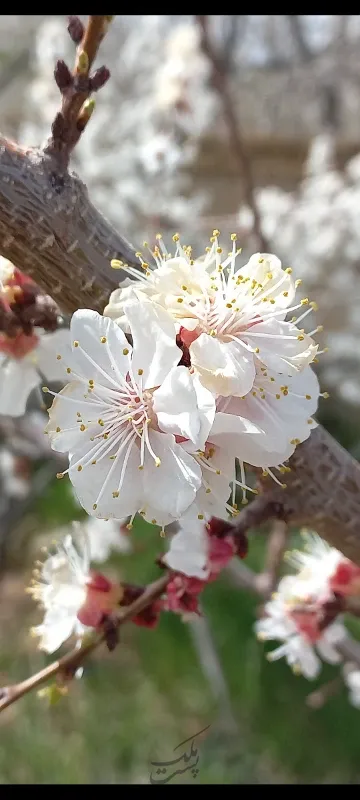 آپارتمان ۹۰ متری | اجاره مسکونی | آپارتمان | کرج | کوی فرهنگیان | پست ملک