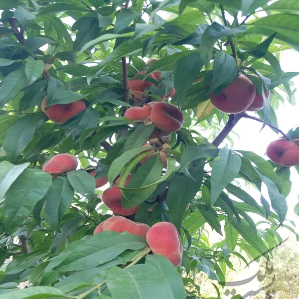 فروش باغ روستای شنگل آباد شبستر | فروش اداریتجاریصنعتی و کشاورزی | صنعتی کشاورزی و تجاری | شبستر | پست ملک