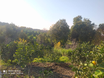 باغ ۱۳۶۳ متر مازندران قائمشهر | فروش اداریتجاریصنعتی و کشاورزی | صنعتی کشاورزی و تجاری | قائم شهر | پست ملک