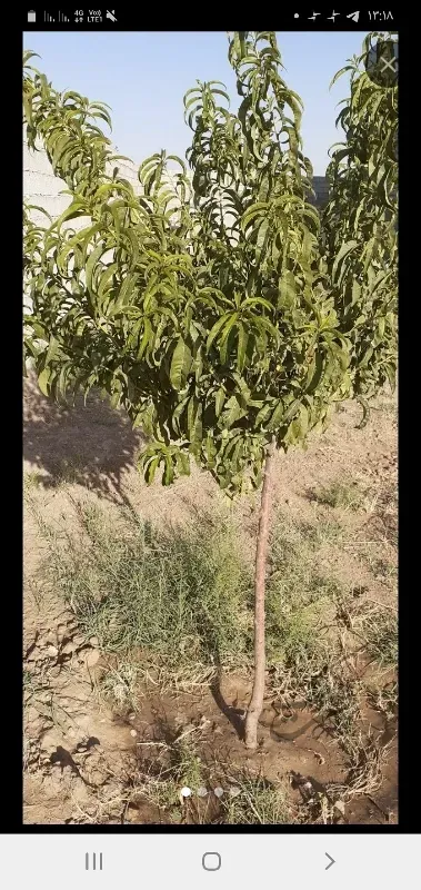 باغ ویلا در جاده امند تازه کند | فروش اداریتجاریصنعتی و کشاورزی | صنعتی کشاورزی و تجاری | تبریز | امیرکبیر | پست ملک