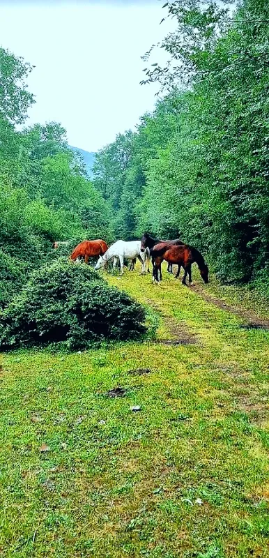 زمین با موقعیت استثنایی در جاده چالوس ۲۹۱ متر | فروش مسکونی | زمین | چالوس | شهرک اکسیژن | پست ملک