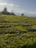 باغ چای ۴ هکتاری رودسر