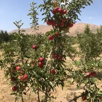 سربندان . کوچه شهید بهشتی.نوع ملک باغ