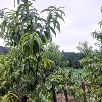 زمین ۲۴۰متر واقع در نکاروستای چلمردی