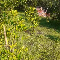 باغ میوه در قائمشهر روستای خطیرکلا